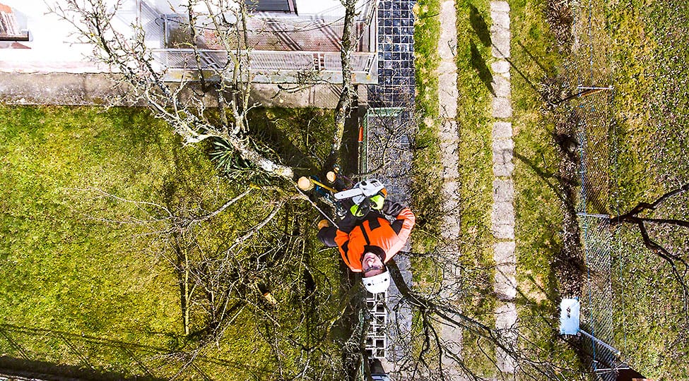 tree services